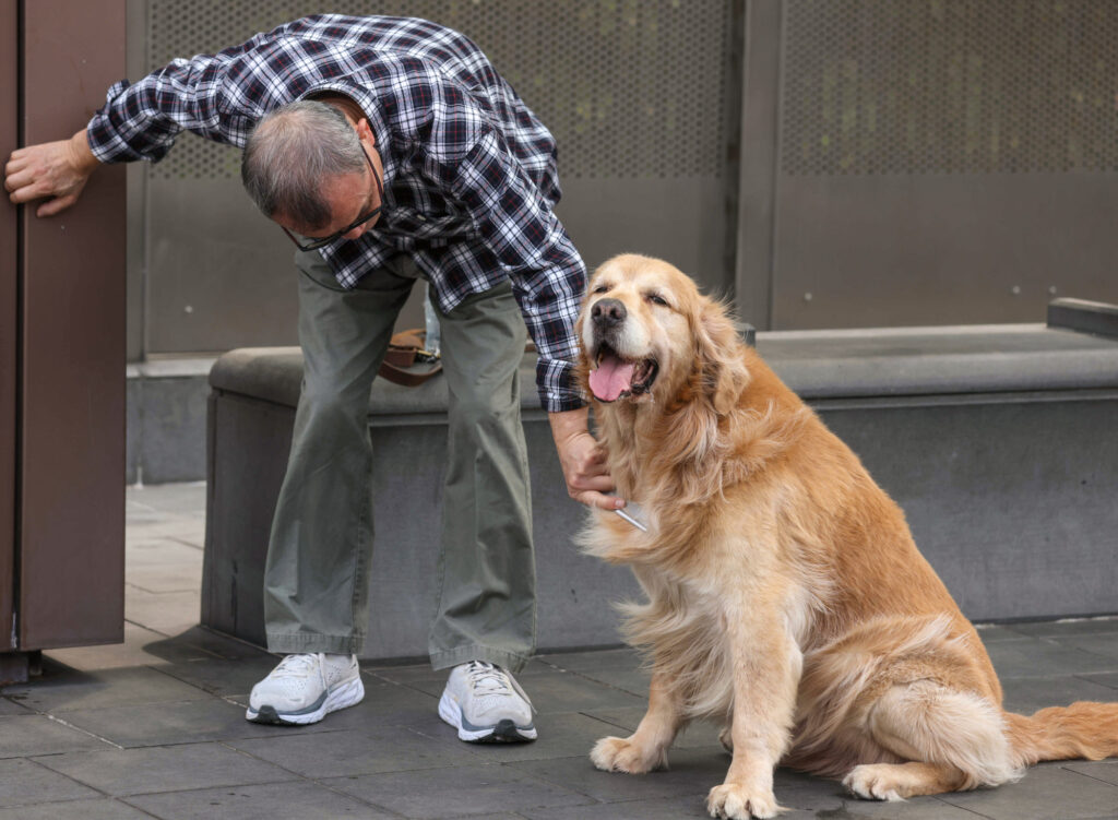 Dog Insurance HK