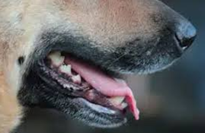 San Bernardino Dog Bite Attorneys